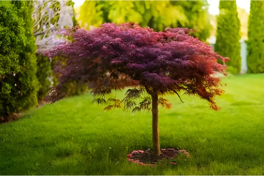 Arbusti ornamentali de gradina Arțarul roșu chinezesc (Acer palmatum)