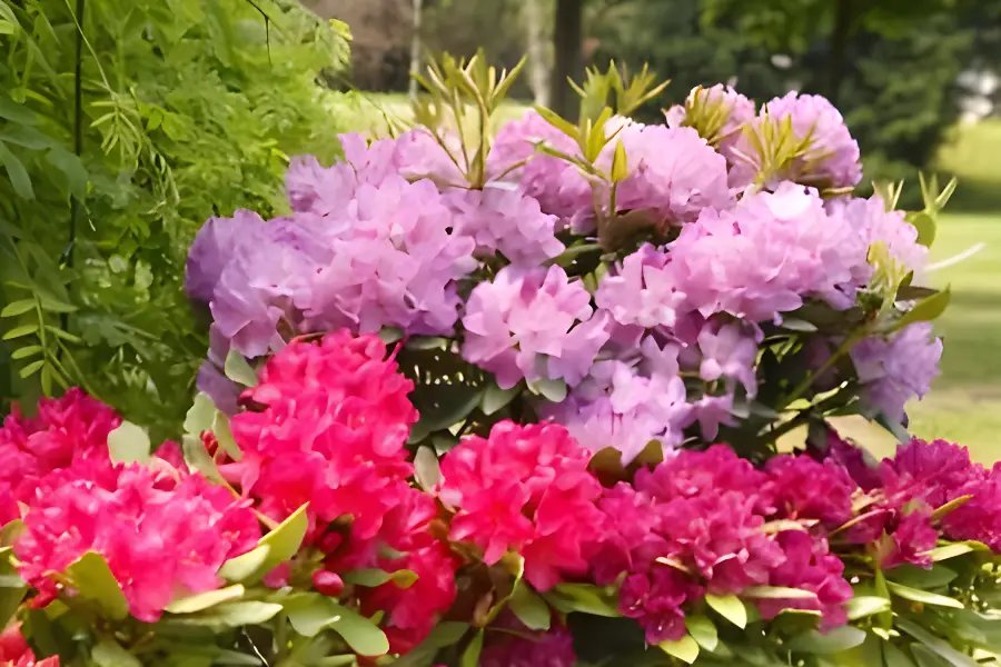 Arbusti ornamentali de gradina Azaleea(Rododendron)