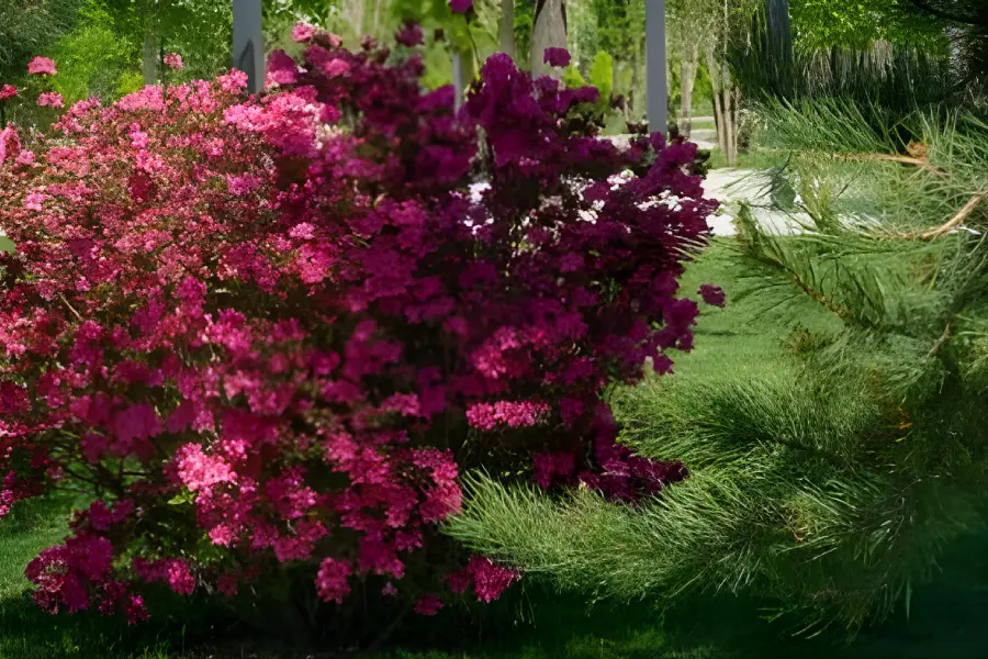 Arbusti ornamentali de gradina Azaleea(Rododendron)2