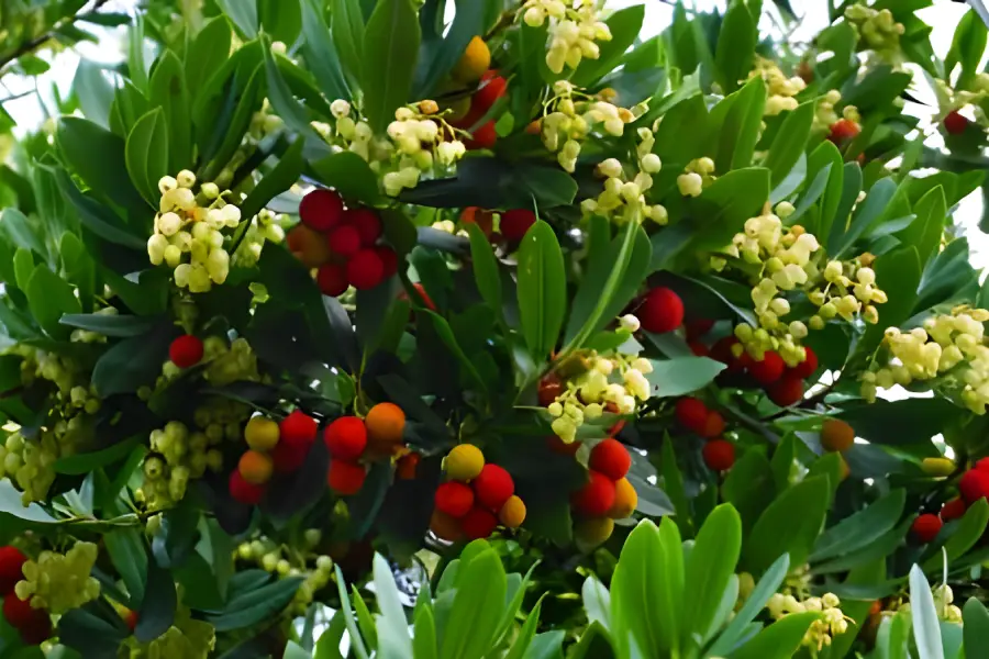 Arbusti ornamentali de gradina Căpșunul ornamental (Arbutus unedo)
