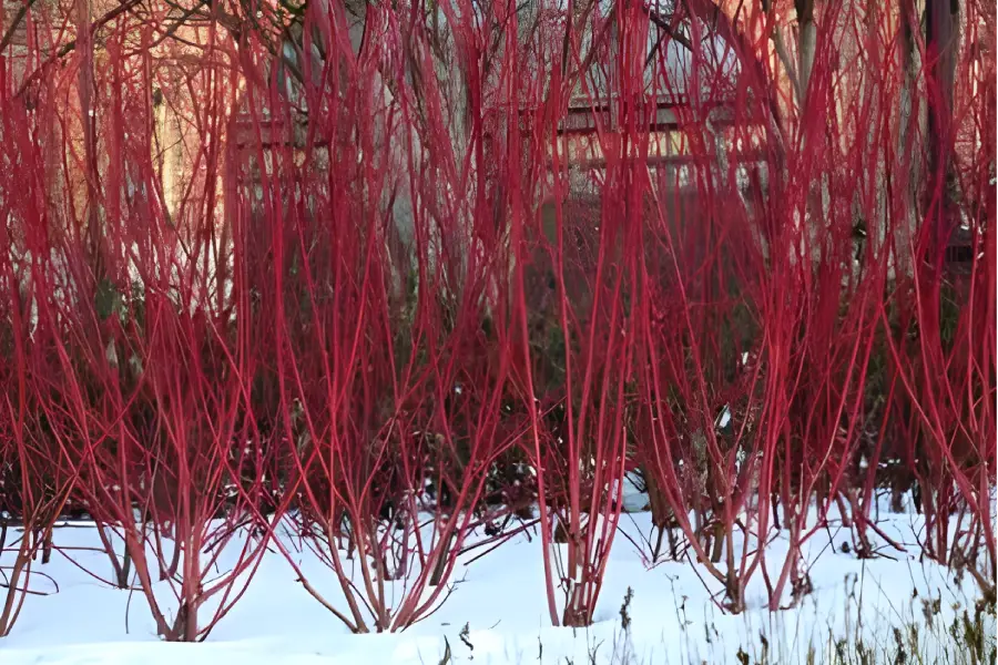 Arbusti ornamentali de gradina Cornus sanguinea (Cornul)