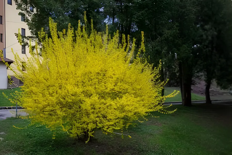 Arbusti ornamentali de gradina Forsythia 2