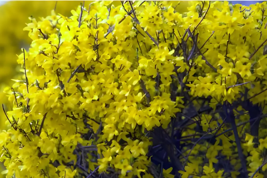 Arbusti ornamentali de gradina Forsythia