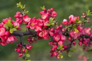 Arbuști ornamentali de grădină