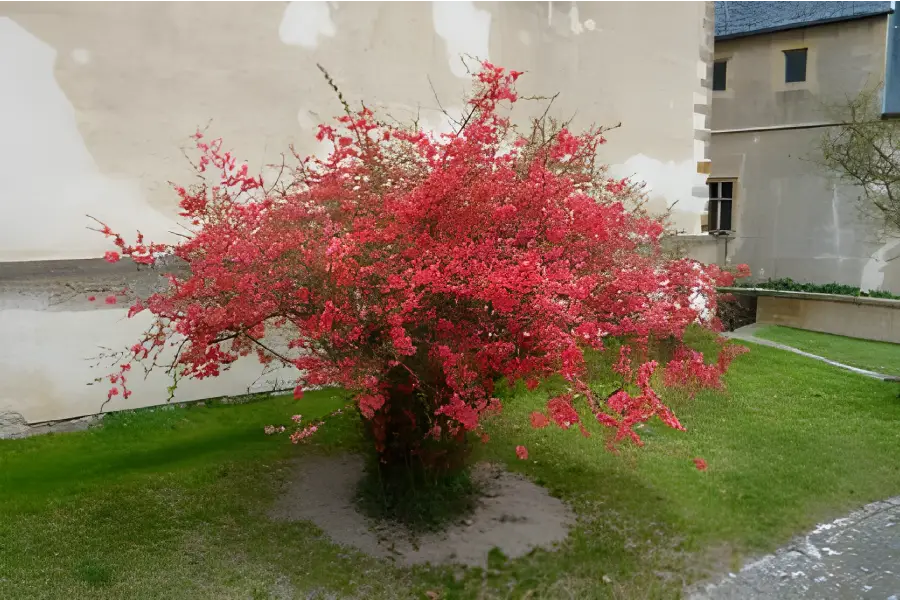 Arbusti ornamentali de gradina Gutuiul japonez (Chaenomeles japonica)1