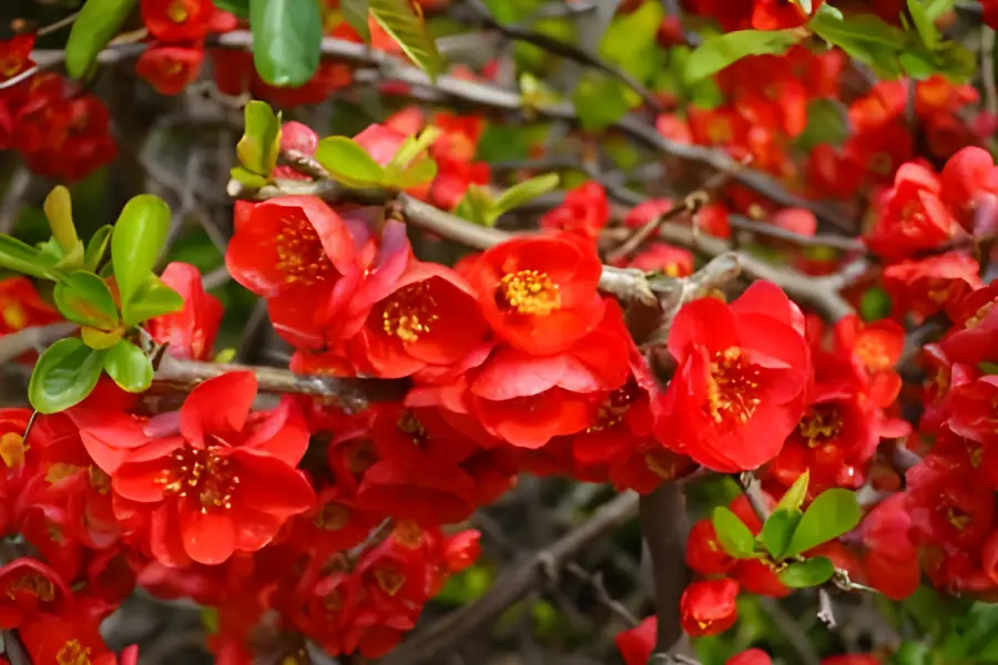 Arbusti ornamentali de gradina Gutuiul japonez (Chaenomeles japonica)2