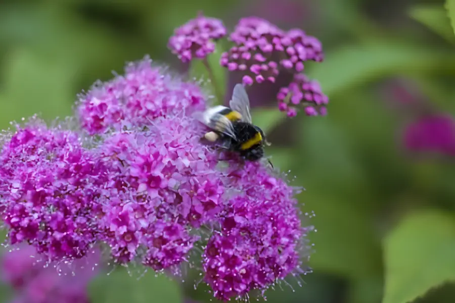 Arbusti ornamentali de gradina Spiraea japonica (Cununiță)