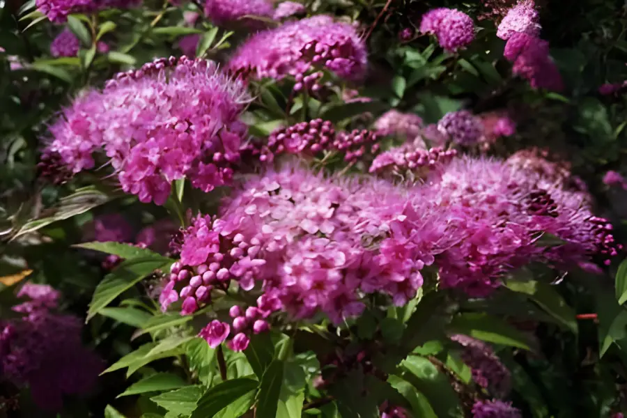 Arbusti ornamentali de gradina Spiraea japonica (Cununiță)1
