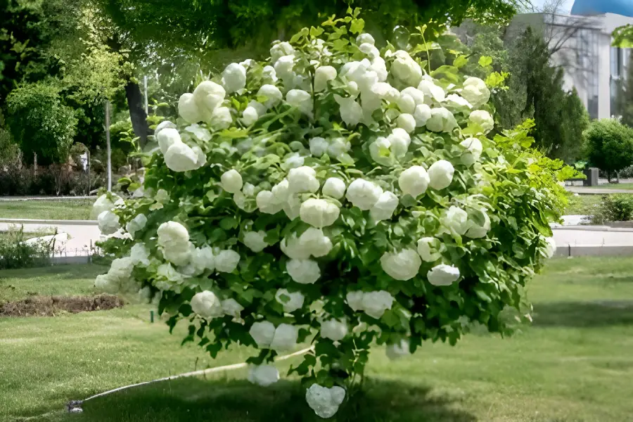 Arbusti ornamentali de gradina Viburnum opulus (Bulgăre de zăpadă)2