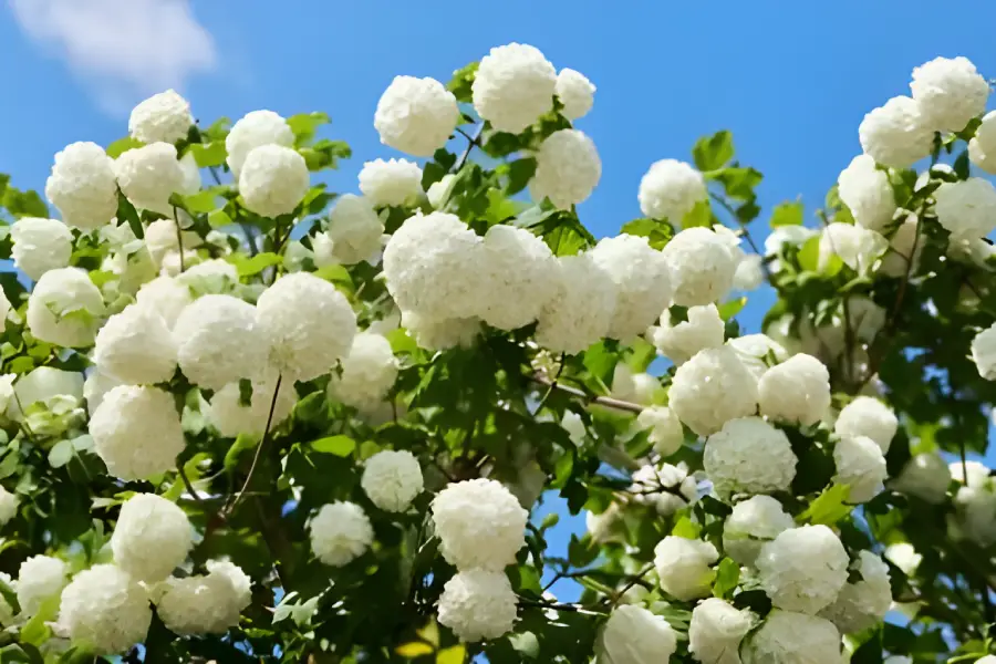 Arbusti ornamentali de gradina Viburnum opulus (Bulgăre de zăpadă)3