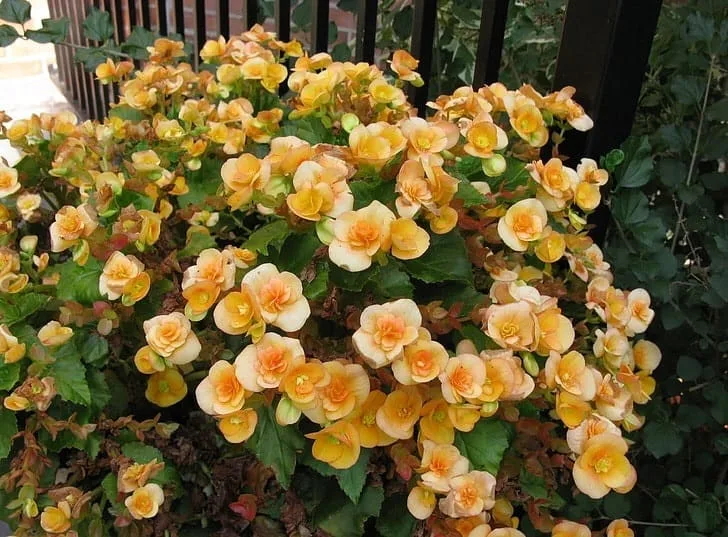 Begonia Inmultire.