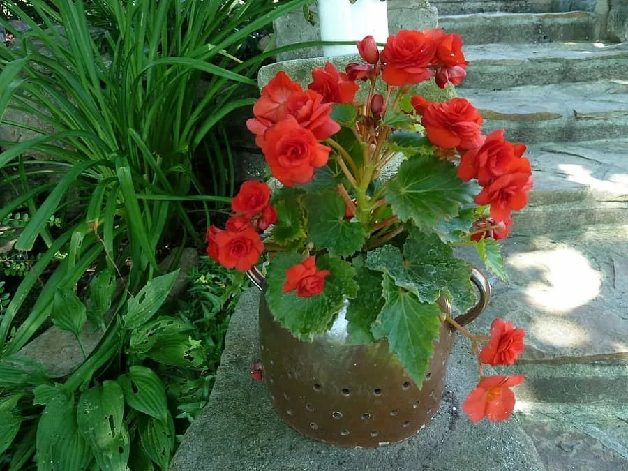 Ingrijire Begonie 5