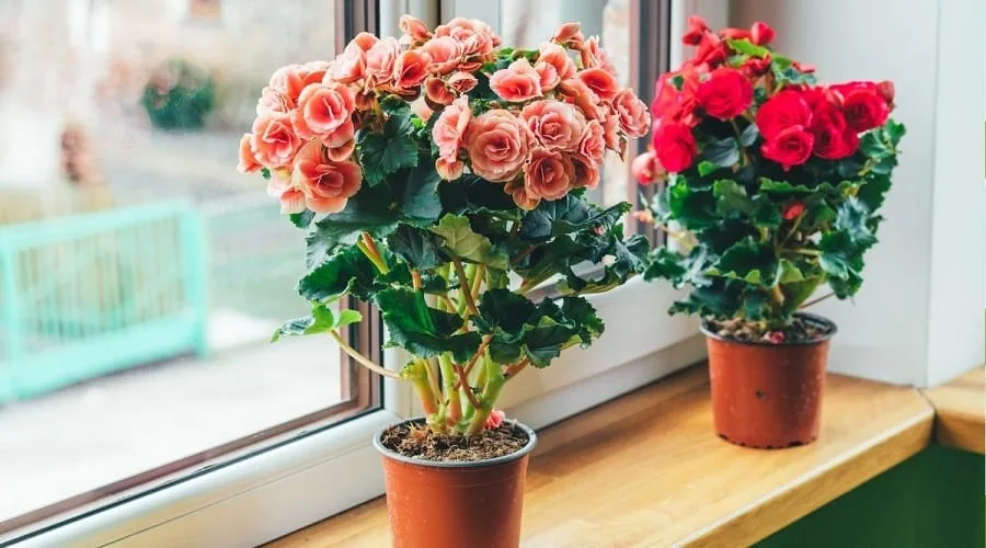 begonia ingrijire 7