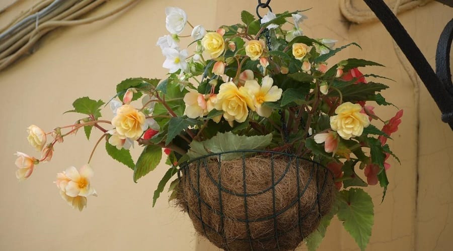begonia ingrijire 9