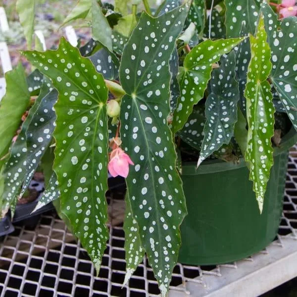 Begonia ingrijire. Begonia angel-wing