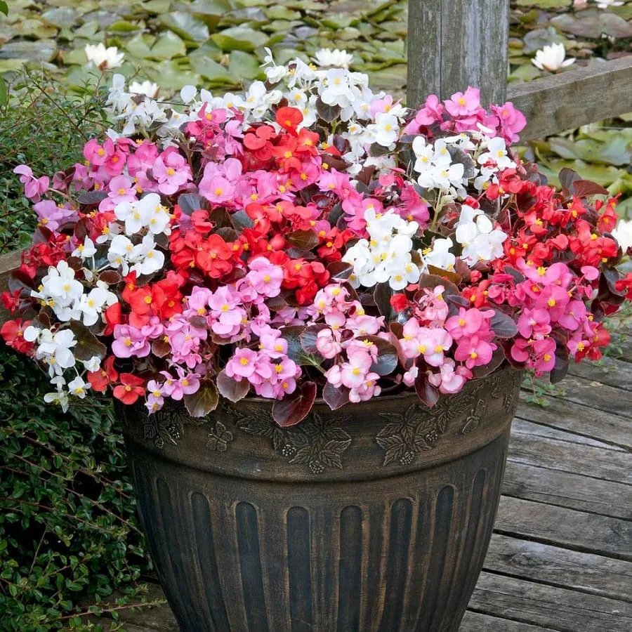 Begonia ingrijire. Begonia semperflorens