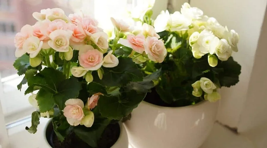 Begonia ingrijire. Begonia tuberhybrida