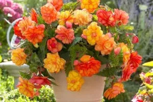 Begonia ingrijire si inmultire – Sfaturi și trucuri utile
