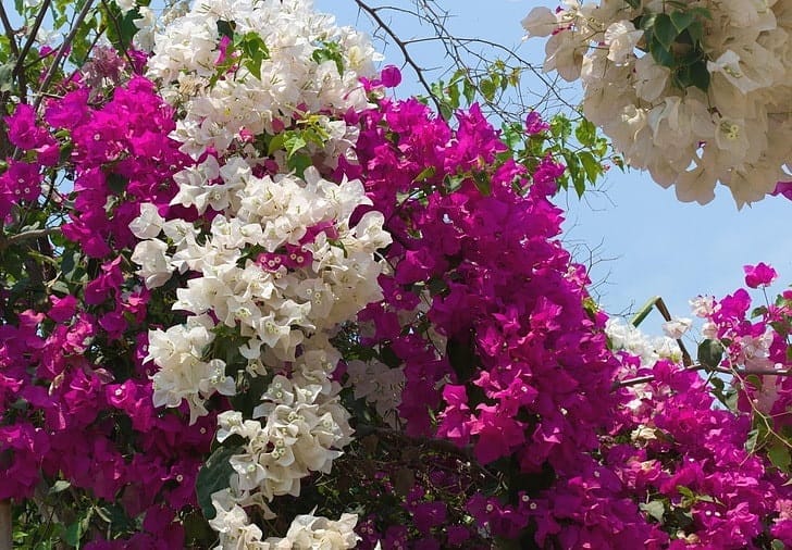 Floarea de hartie Bougainvillea 5