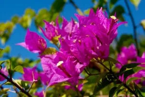 Floare de Hartie (Bougainvillea) Ingrijire