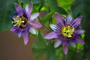 Floarea pasiunii (Passiflora) îngrijire si înmulțire