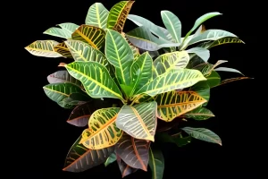 Flori de apartament rezistente la intuneric