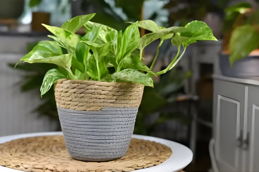 Flori de apartament rezistente la intuneric 11