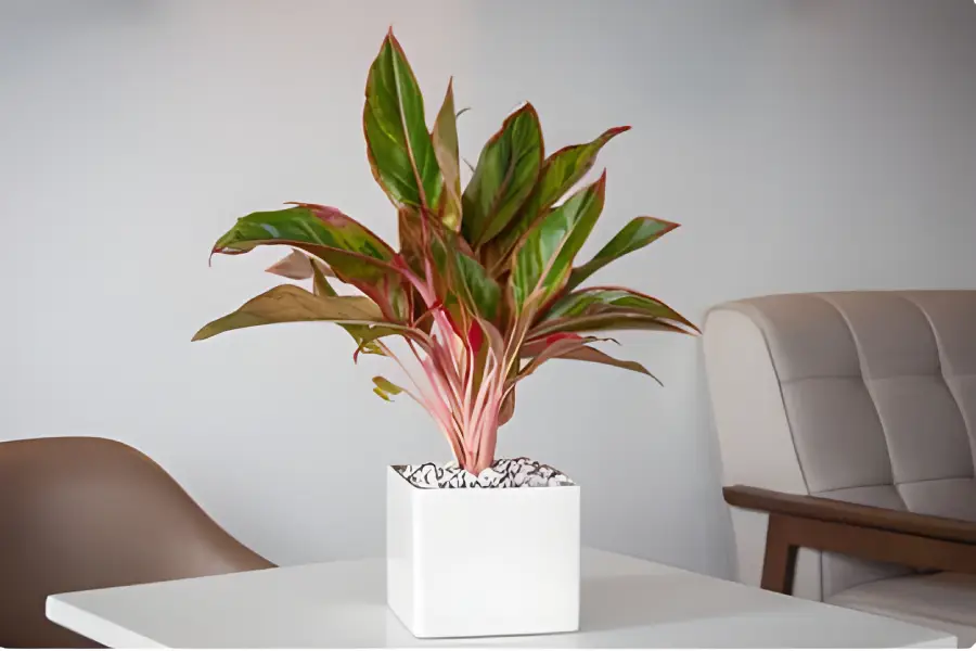 Flori de apartament rezistente la intuneric Aglaonema