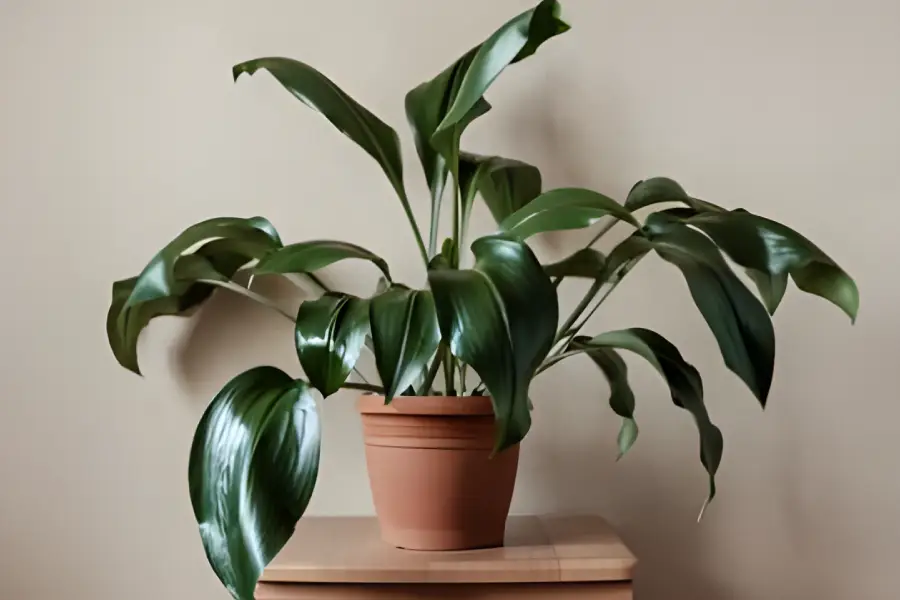 Flori de apartament rezistente la intuneric Aspidistra