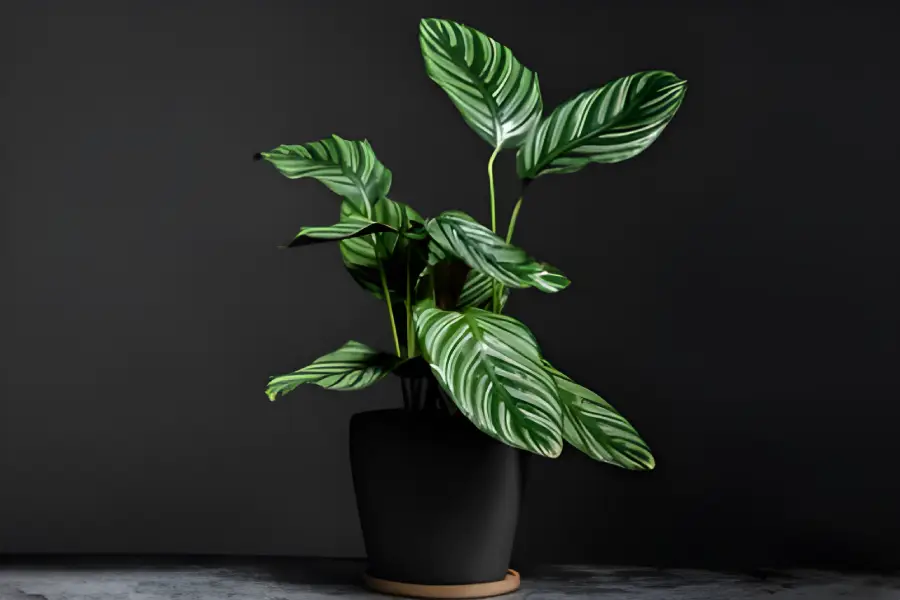 Flori de apartament rezistente la intuneric Calathea ornata