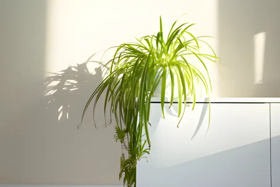 Flori de apartament rezistente la intuneric Chlorophytum comosum