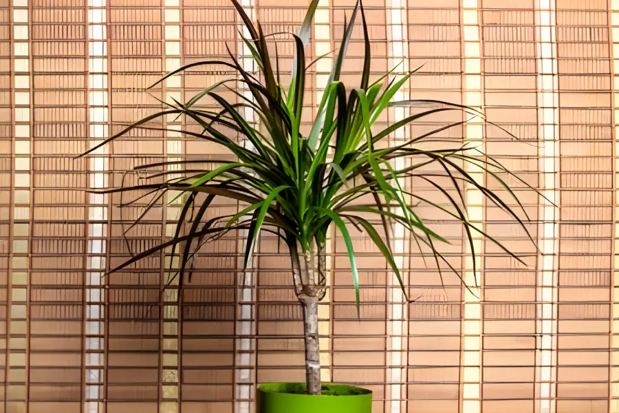 Flori de apartament rezistente la intuneric Dracaena marginata