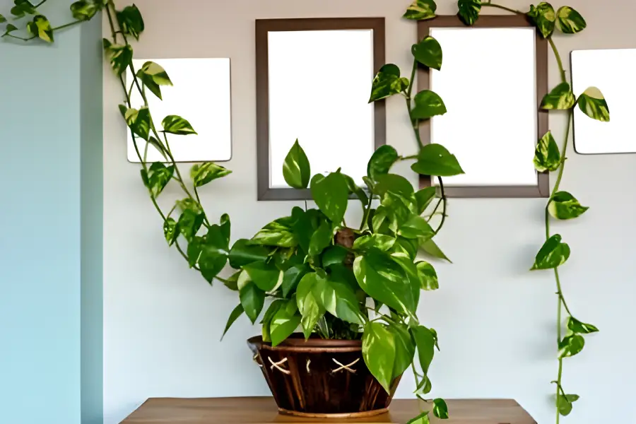 Flori de apartament rezistente la intuneric Epipremnum aureum