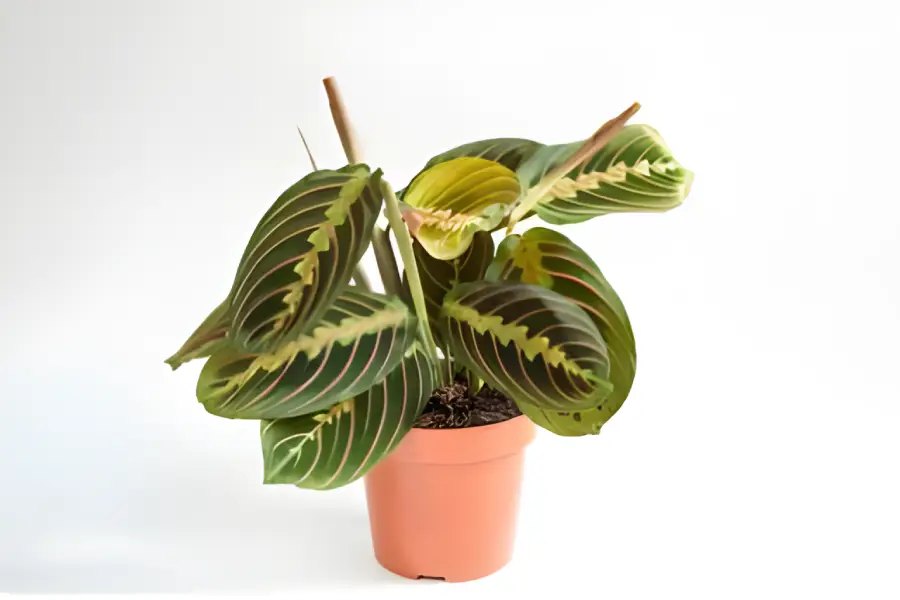 Flori de apartament rezistente la intuneric Maranta leuconeura