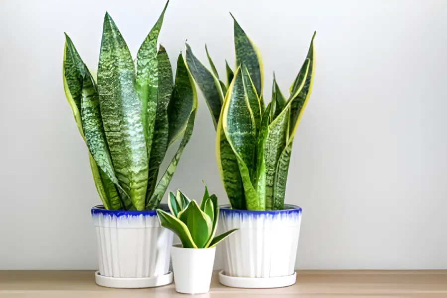 Flori de apartament rezistente la intuneric Sansevieria