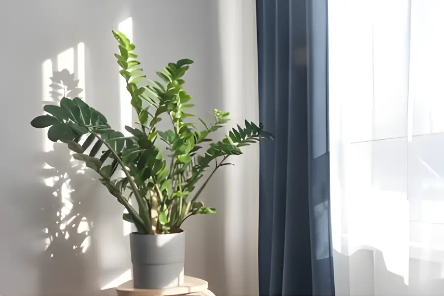 Flori de apartament rezistente la intuneric Zamioculcas