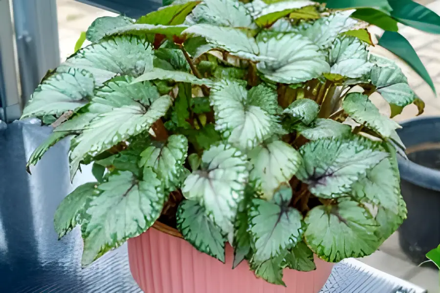 Flori de apartament rezistente la intunericBegonia rex