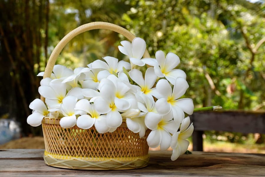 Plumeria Frangipani 0