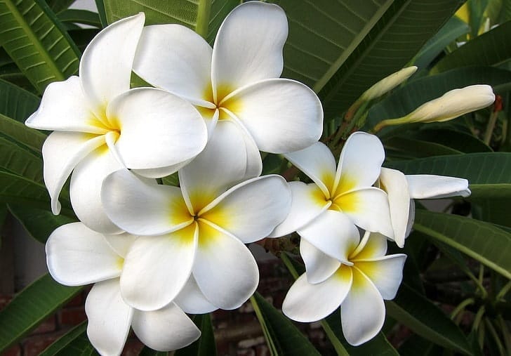 Plumeria Frangipani 1