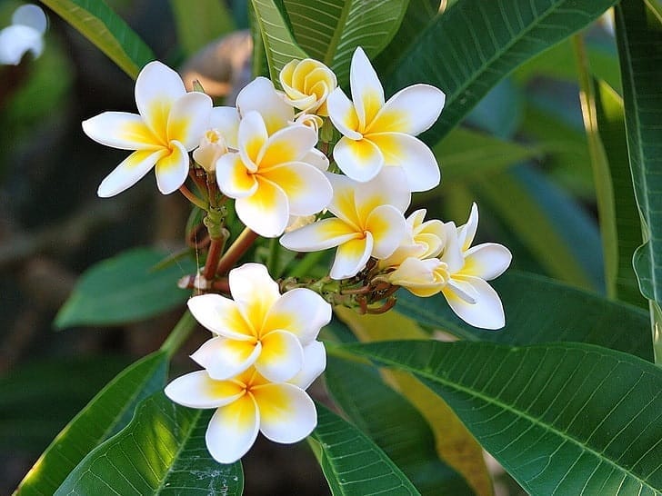 Plumeria Frangipani 2