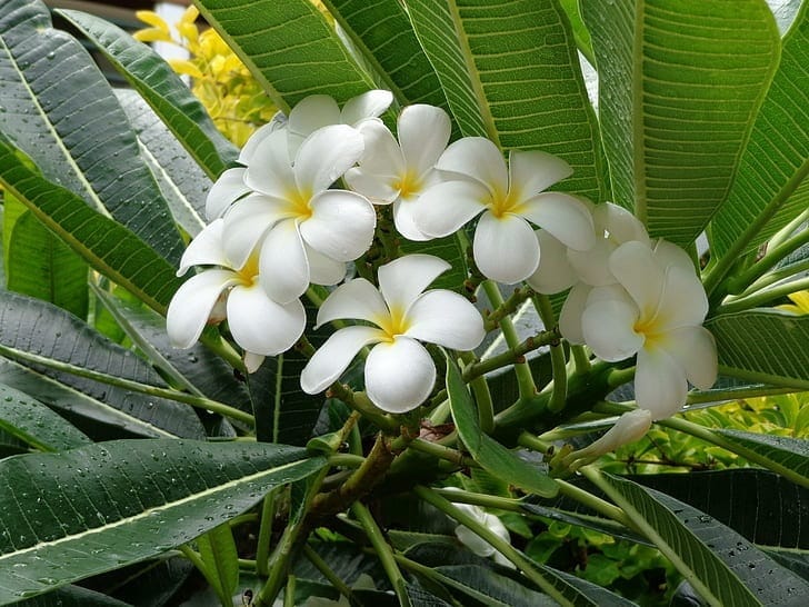 Plumeria Frangipani 3