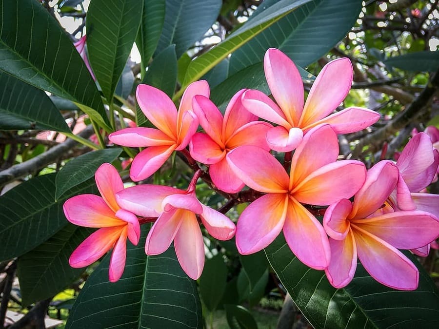 Plumeria Frangipani roz 1
