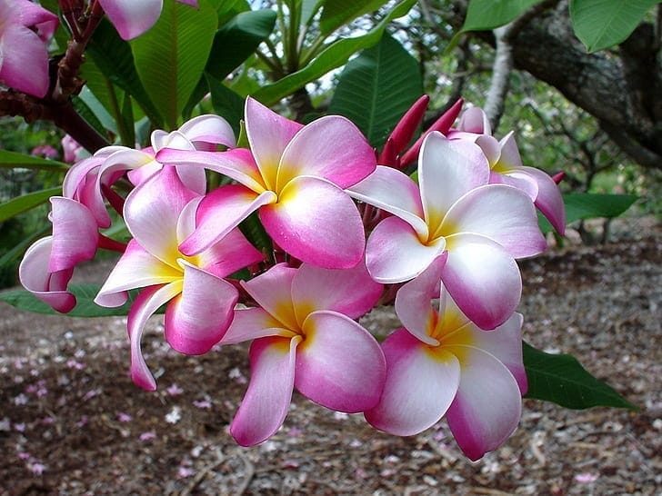 Plumeria Frangipani roz 2