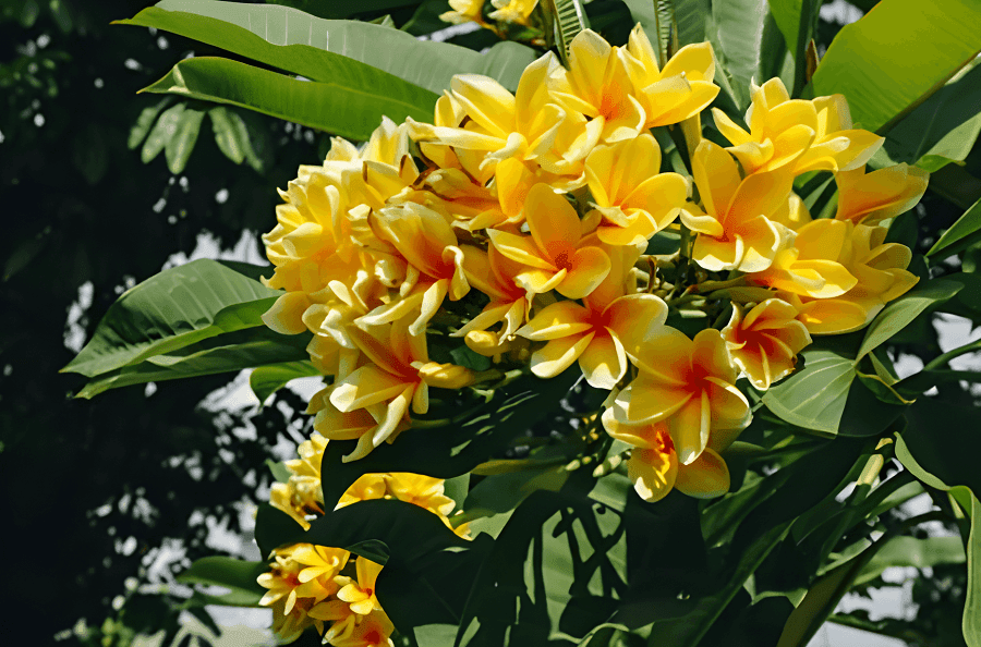Yellow frangipani --4