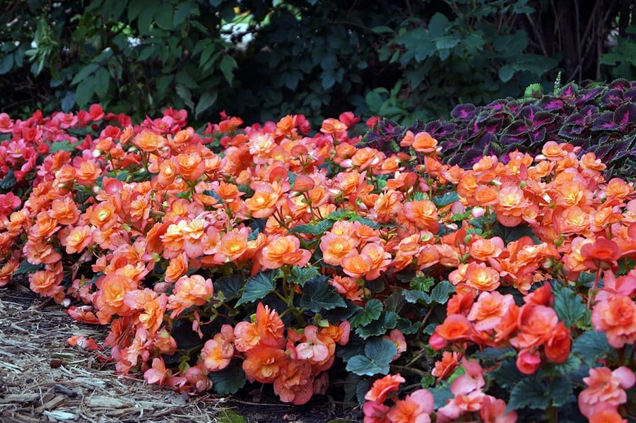 begonia