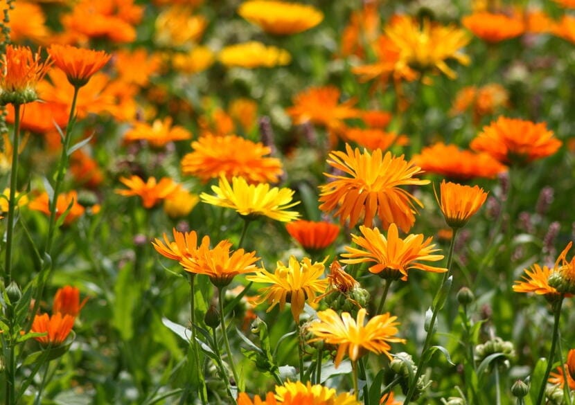 calendula officinalis