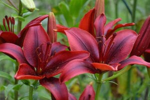 Top 9 cele mai rezistente flori de gradina