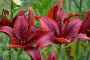 Top 9 cele mai rezistente flori de gradina