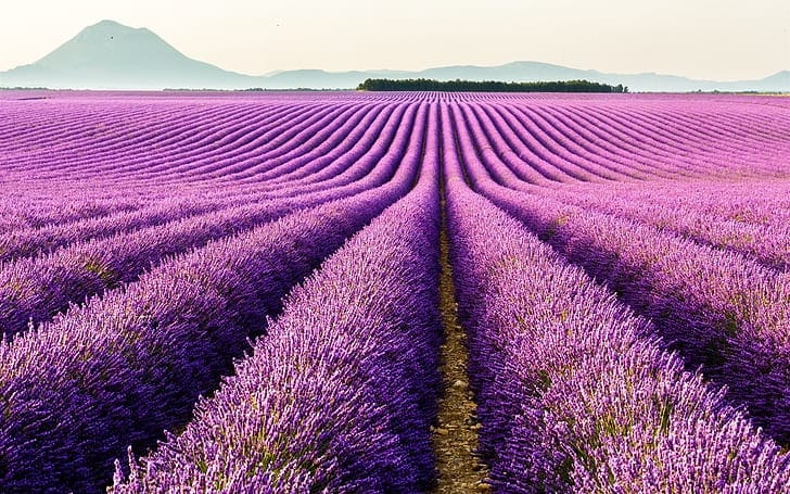 cele mai rezistente flori degradina Lavanda