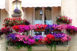 Flori de balcon care iubesc soarele